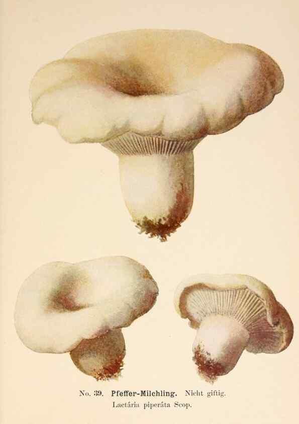 Reproducción/Reproduction 8509412263: Führer für Pilzfreunde.. Zwickau i. S.,Förster & Borries,1896.