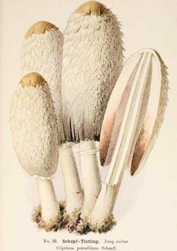 Reproducción/Reproduction 8510518070: Führer für Pilzfreunde.. Zwickau i. S.,Förster & Borries,1896.