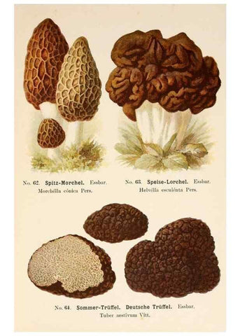 Reproducción/Reproduction 8510530960: Führer für Pilzfreunde.. Zwickau i. S.,Förster & Borries,1896.