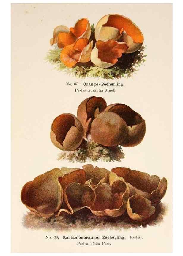 Reproducción/Reproduction 8510531336: Führer für Pilzfreunde.. Zwickau i. S.,Förster & Borries,1896.