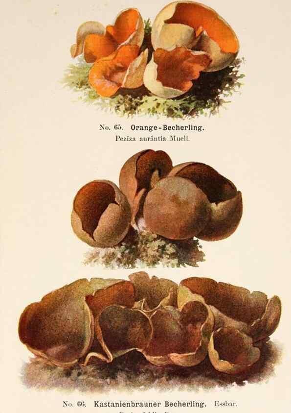 Reproducción/Reproduction 8510531336: Führer für Pilzfreunde.. Zwickau i. S.,Förster & Borries,1896.