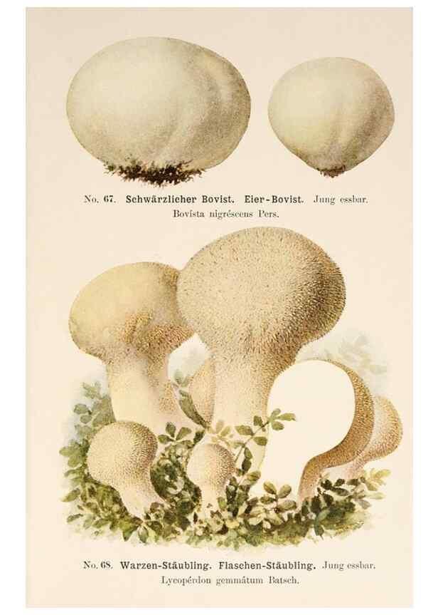 Reproducción/Reproduction 8509423127: Führer für Pilzfreunde.. Zwickau i. S.,Förster & Borries,1896.