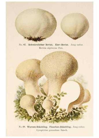 Reproducción/Reproduction 8509423127: Führer für Pilzfreunde.. Zwickau i. S.,Förster & Borries,1896.