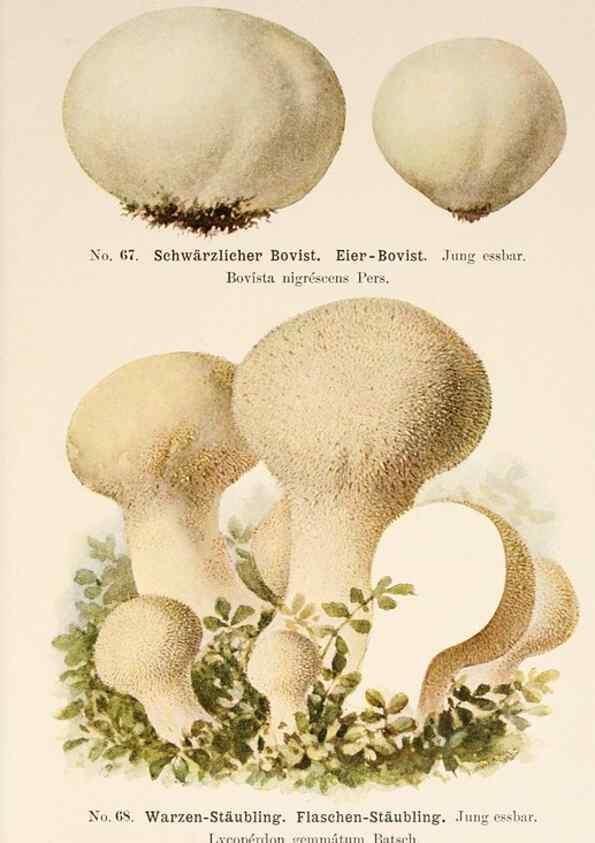 Reproducción/Reproduction 8509423127: Führer für Pilzfreunde.. Zwickau i. S.,Förster & Borries,1896.