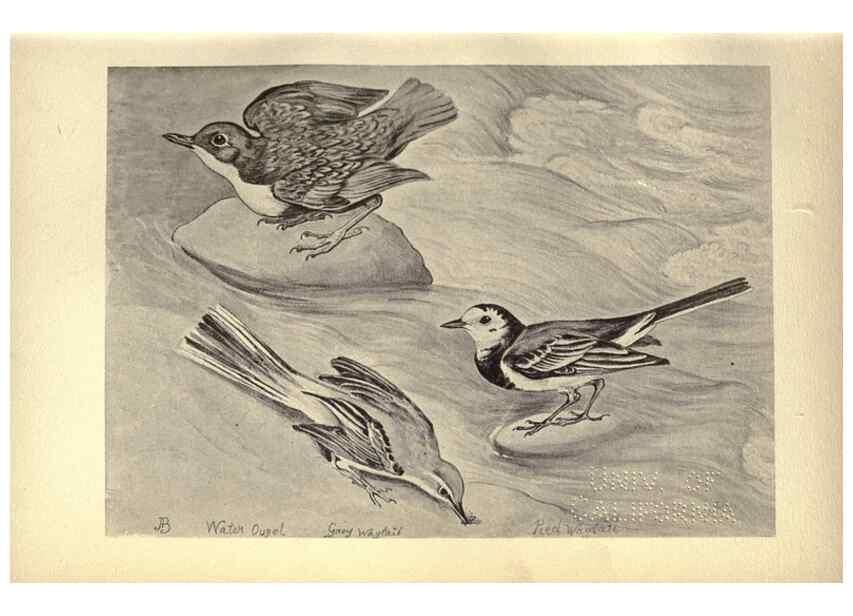 Reproducción/Reproduction 8511349404: Birds from Moidart and elsewhere /. Edinburgh :David Douglas,1895.