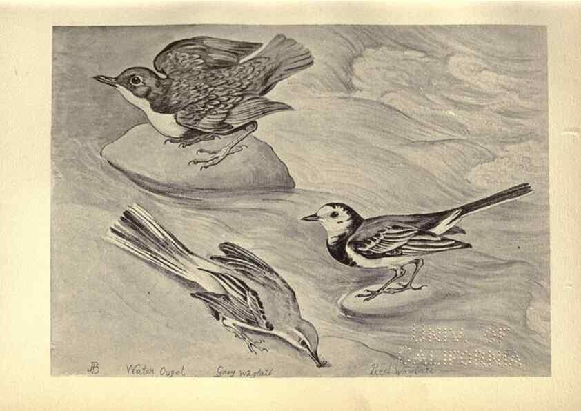 Reproducción/Reproduction 8511349404: Birds from Moidart and elsewhere /. Edinburgh :David Douglas,1895.