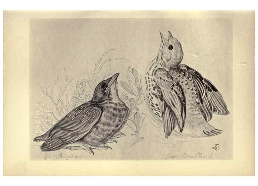 Reproducción/Reproduction 8510239873: Birds from Moidart and elsewhere /. Edinburgh :David Douglas,1895.