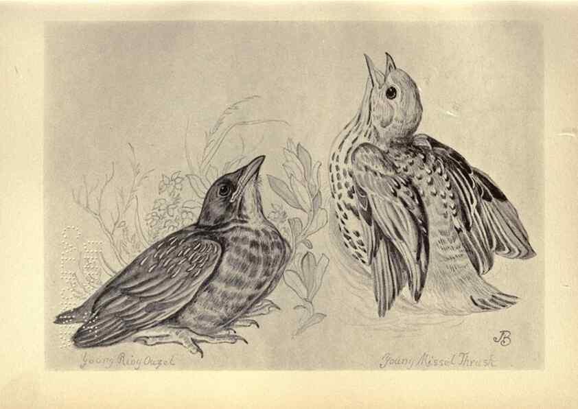 Reproducción/Reproduction 8510239873: Birds from Moidart and elsewhere /. Edinburgh :David Douglas,1895.