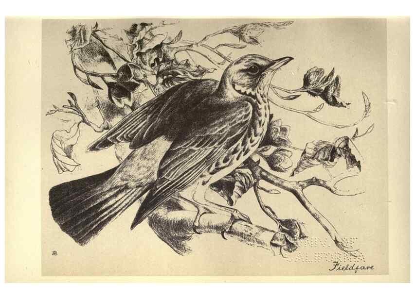 Reproducción/Reproduction 8511350314: Birds from Moidart and elsewhere /. Edinburgh :David Douglas,1895.