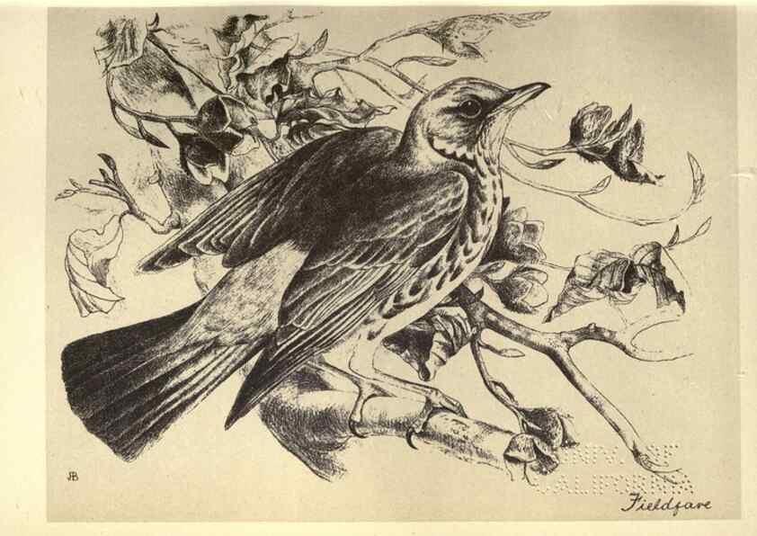 Reproducción/Reproduction 8511350314: Birds from Moidart and elsewhere /. Edinburgh :David Douglas,1895.