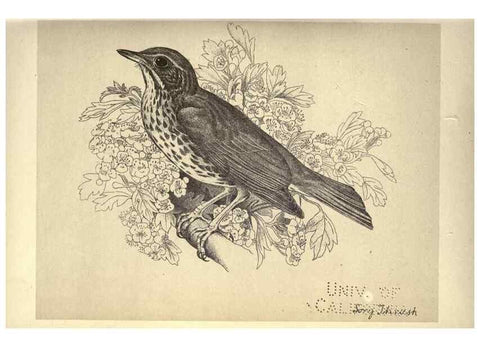 Reproducción/Reproduction 8511351158: Birds from Moidart and elsewhere /. Edinburgh :David Douglas,1895.