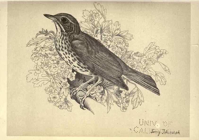 Reproducción/Reproduction 8511351158: Birds from Moidart and elsewhere /. Edinburgh :David Douglas,1895.