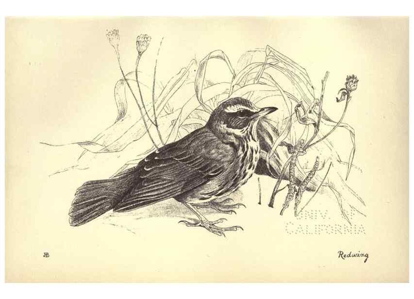 Reproducción/Reproduction 8511351802: Birds from Moidart and elsewhere /. Edinburgh :David Douglas,1895.