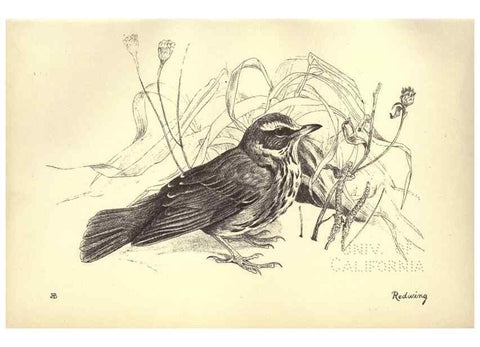Reproducción/Reproduction 8511351802: Birds from Moidart and elsewhere /. Edinburgh :David Douglas,1895.