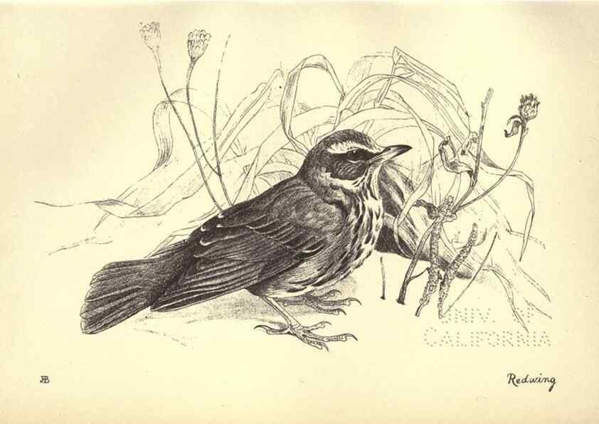 Reproducción/Reproduction 8511351802: Birds from Moidart and elsewhere /. Edinburgh :David Douglas,1895.