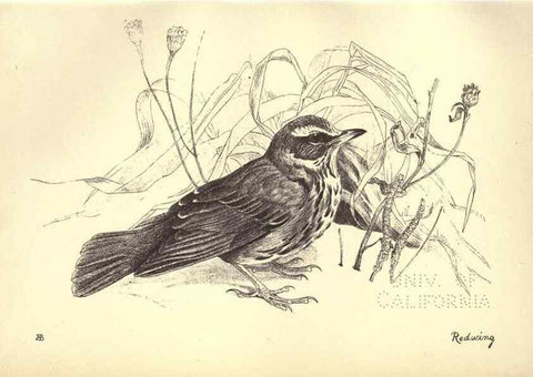 Reproducción/Reproduction 8511351802: Birds from Moidart and elsewhere /. Edinburgh :David Douglas,1895.
