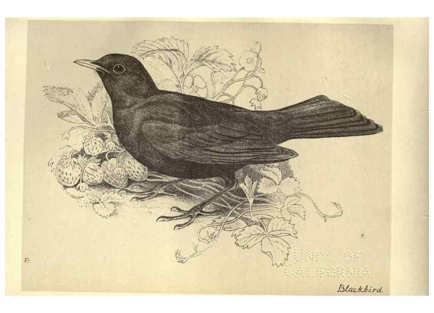 Reproducción/Reproduction 8510242531: Birds from Moidart and elsewhere /. Edinburgh :David Douglas,1895.