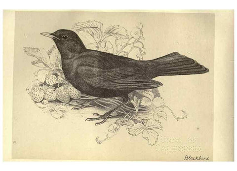 Reproducción/Reproduction 8510242531: Birds from Moidart and elsewhere /. Edinburgh :David Douglas,1895.