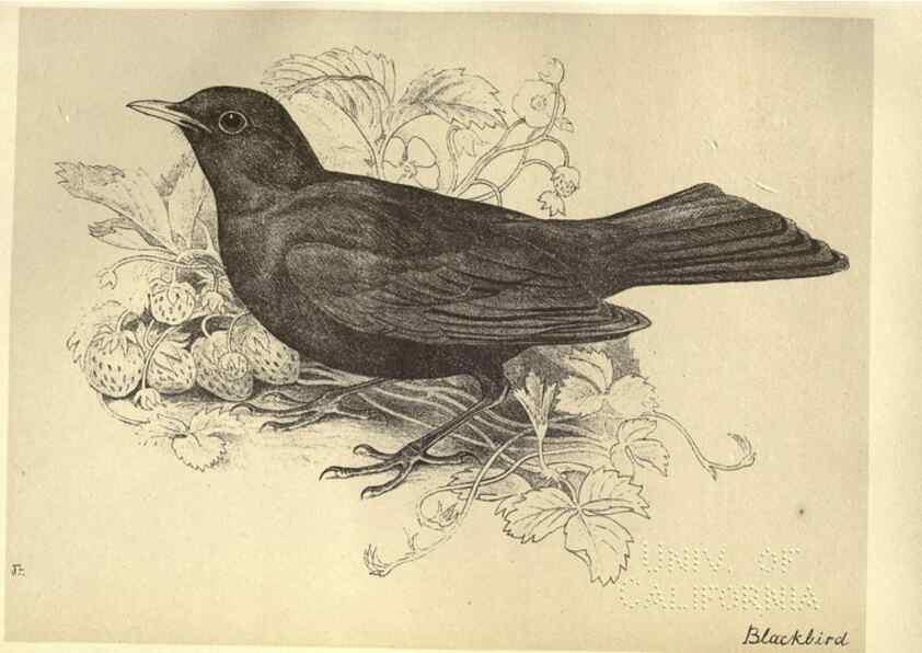 Reproducción/Reproduction 8510242531: Birds from Moidart and elsewhere /. Edinburgh :David Douglas,1895.