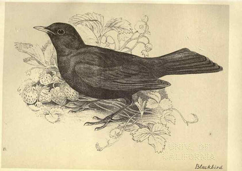 Reproducción/Reproduction 8510242531: Birds from Moidart and elsewhere /. Edinburgh :David Douglas,1895.