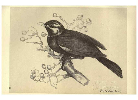 Reproducción/Reproduction 8510243177: Birds from Moidart and elsewhere /. Edinburgh :David Douglas,1895.