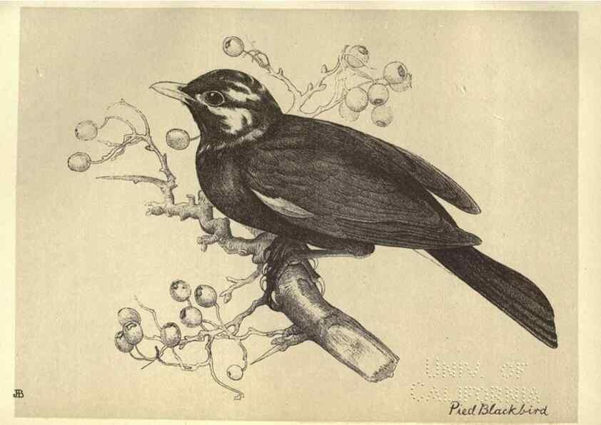 Reproducción/Reproduction 8510243177: Birds from Moidart and elsewhere /. Edinburgh :David Douglas,1895.