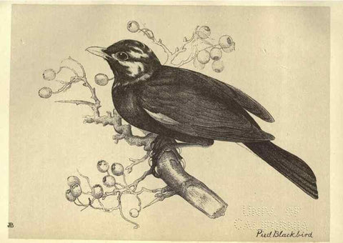 Reproducción/Reproduction 8510243177: Birds from Moidart and elsewhere /. Edinburgh :David Douglas,1895.