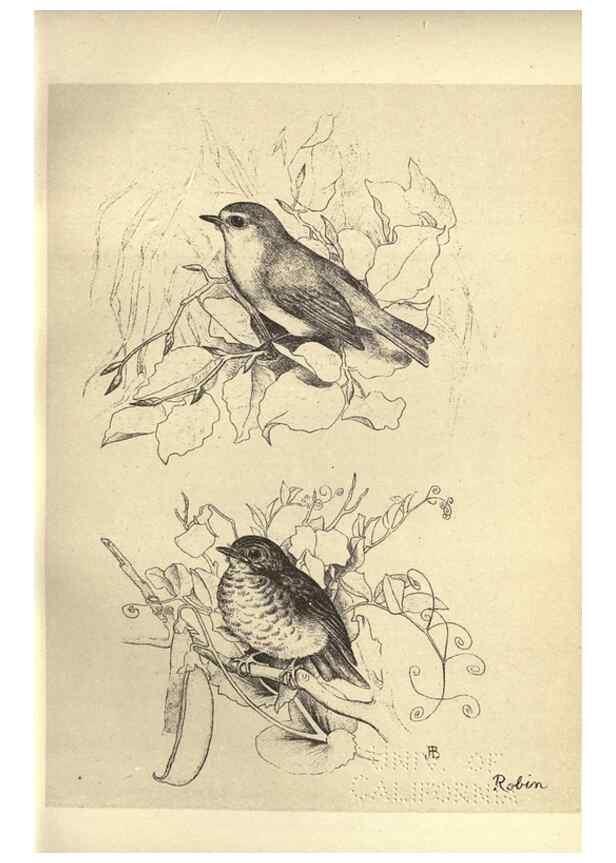 Reproducción/Reproduction 8510244835: Birds from Moidart and elsewhere /. Edinburgh :David Douglas,1895.