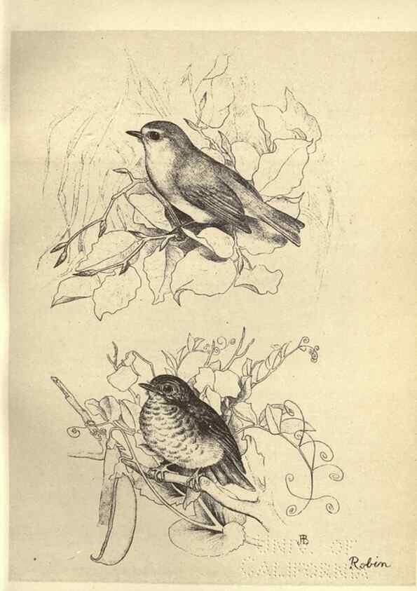 Reproducción/Reproduction 8510244835: Birds from Moidart and elsewhere /. Edinburgh :David Douglas,1895.