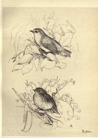 Reproducción/Reproduction 8510244835: Birds from Moidart and elsewhere /. Edinburgh :David Douglas,1895.