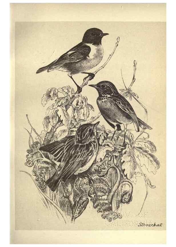 Reproducción/Reproduction 8511355916: Birds from Moidart and elsewhere /. Edinburgh :David Douglas,1895.