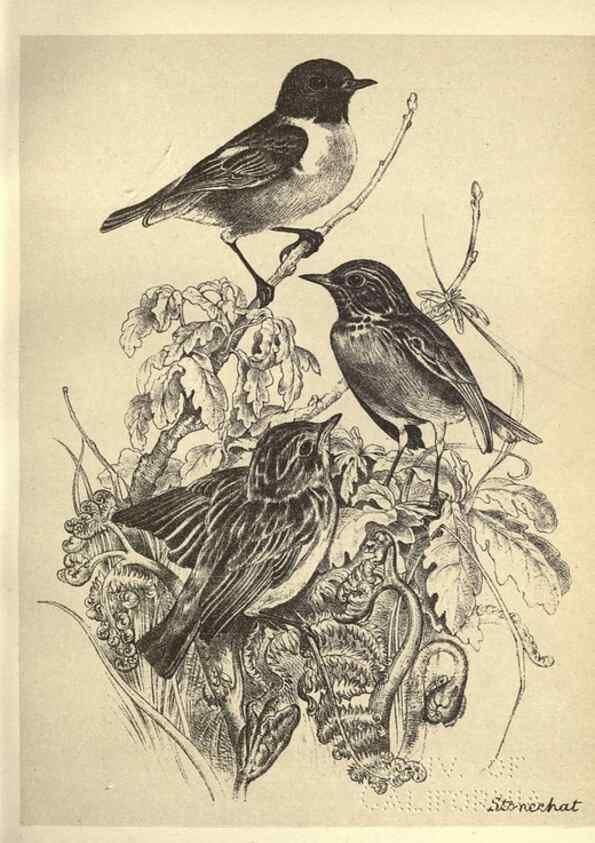 Reproducción/Reproduction 8511355916: Birds from Moidart and elsewhere /. Edinburgh :David Douglas,1895.