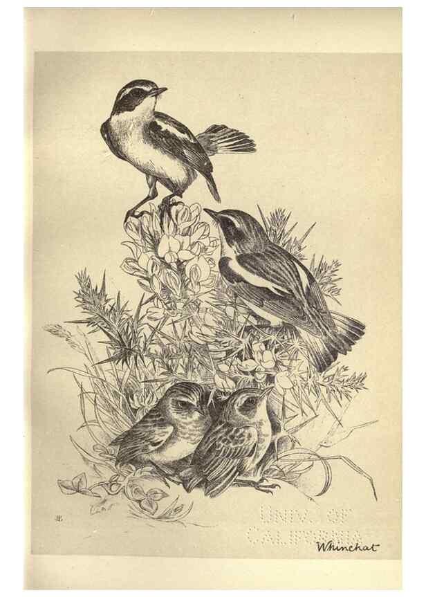 Reproducción/Reproduction 8511356786: Birds from Moidart and elsewhere /. Edinburgh :David Douglas,1895.