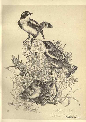 Reproducción/Reproduction 8511356786: Birds from Moidart and elsewhere /. Edinburgh :David Douglas,1895.