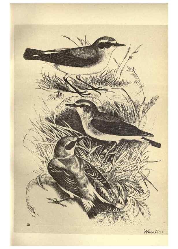 Reproducción/Reproduction 8511357492: Birds from Moidart and elsewhere /. Edinburgh :David Douglas,1895.