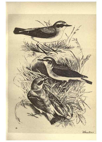 Reproducción/Reproduction 8511357492: Birds from Moidart and elsewhere /. Edinburgh :David Douglas,1895.