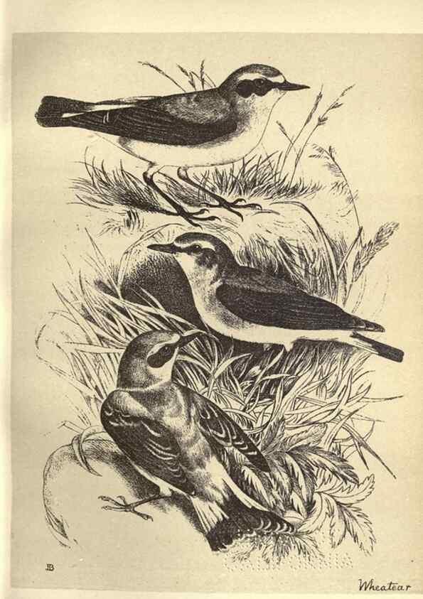 Reproducción/Reproduction 8511357492: Birds from Moidart and elsewhere /. Edinburgh :David Douglas,1895.
