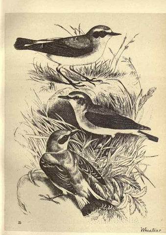 Reproducción/Reproduction 8511357492: Birds from Moidart and elsewhere /. Edinburgh :David Douglas,1895.