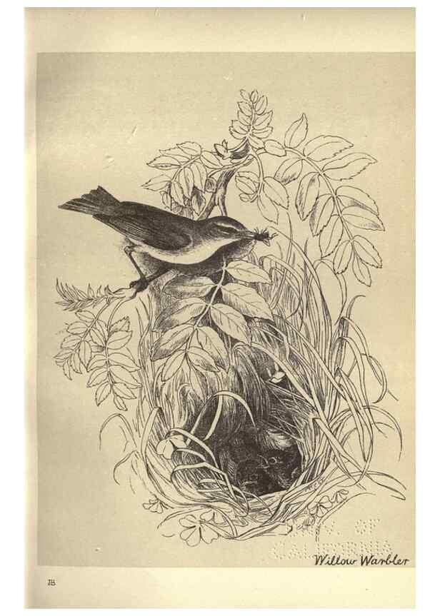 Reproducción/Reproduction 8511358098: Birds from Moidart and elsewhere /. Edinburgh :David Douglas,1895.