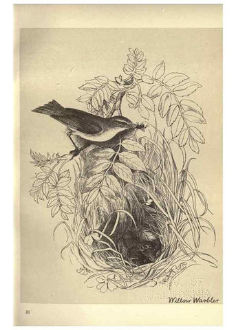 Reproducción/Reproduction 8511358098: Birds from Moidart and elsewhere /. Edinburgh :David Douglas,1895.