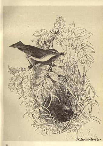 Reproducción/Reproduction 8511358098: Birds from Moidart and elsewhere /. Edinburgh :David Douglas,1895.