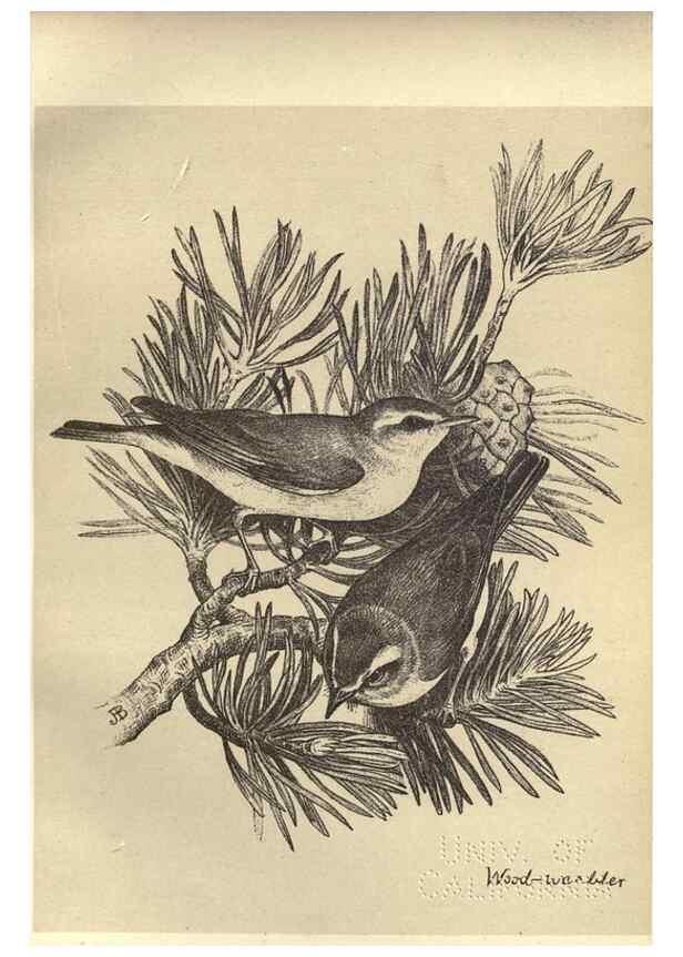 Reproducción/Reproduction 8511359114: Birds from Moidart and elsewhere /. Edinburgh :David Douglas,1895.