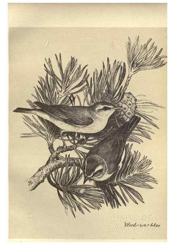 Reproducción/Reproduction 8511359114: Birds from Moidart and elsewhere /. Edinburgh :David Douglas,1895.