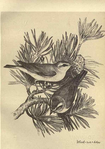Reproducción/Reproduction 8511359114: Birds from Moidart and elsewhere /. Edinburgh :David Douglas,1895.