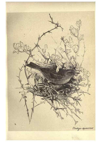 Reproducción/Reproduction 8510244189: Birds from Moidart and elsewhere /. Edinburgh :David Douglas,1895.