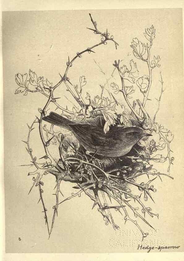 Reproducción/Reproduction 8510244189: Birds from Moidart and elsewhere /. Edinburgh :David Douglas,1895.