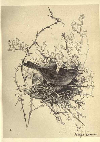 Reproducción/Reproduction 8510244189: Birds from Moidart and elsewhere /. Edinburgh :David Douglas,1895.