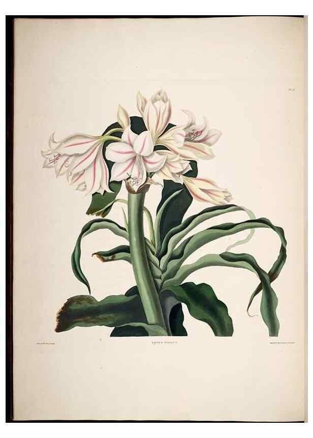 Reproducción/Reproduction 8512261147: A selection of Hexandrian plants, belonging to the natural orders Amaryllidae and Liliacae. London : Robt. Havell, ... , Pubd. 1831- ended Dec. 1, 1834.