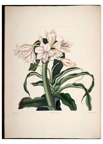 Reproducción/Reproduction 8512261147: A selection of Hexandrian plants, belonging to the natural orders Amaryllidae and Liliacae. London : Robt. Havell, ... , Pubd. 1831- ended Dec. 1, 1834.