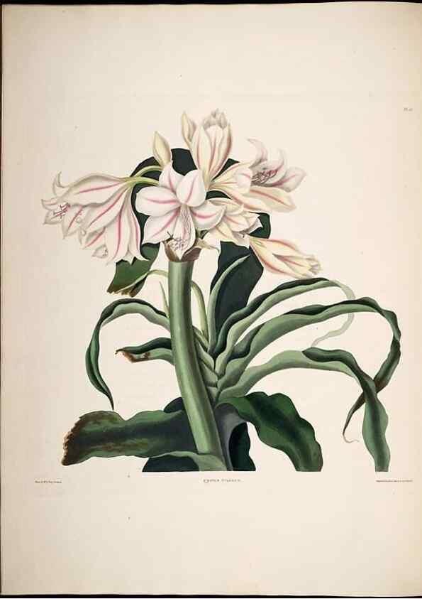 Reproducción/Reproduction 8512261147: A selection of Hexandrian plants, belonging to the natural orders Amaryllidae and Liliacae. London : Robt. Havell, ... , Pubd. 1831- ended Dec. 1, 1834.